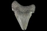 Juvenile Megalodon Tooth - Georgia #101421-1